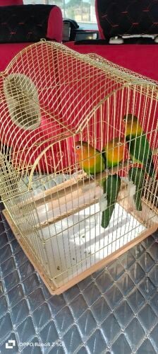 parrot