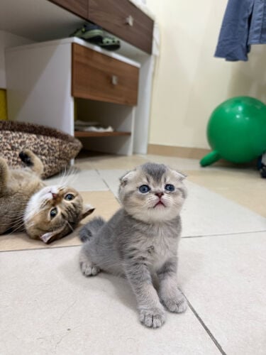 SCOTTISH FOLD KITTEN    