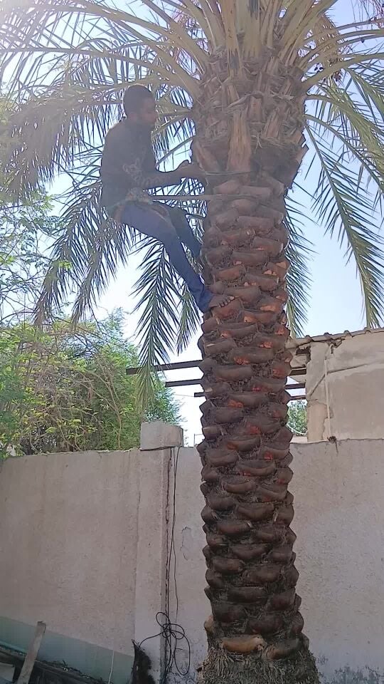 التنظيف للوشوتونيا