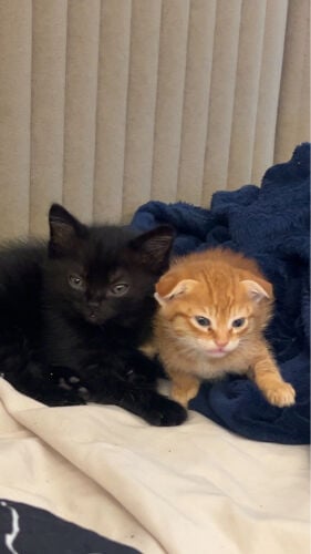 Cats for adop
