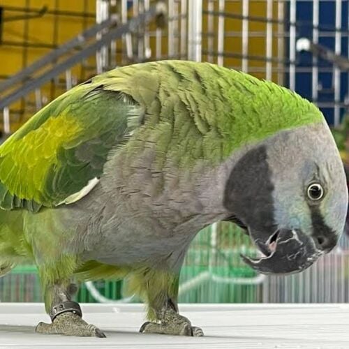 Darby parrot