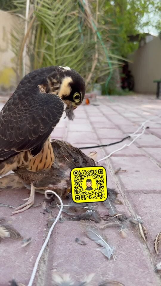 لوك