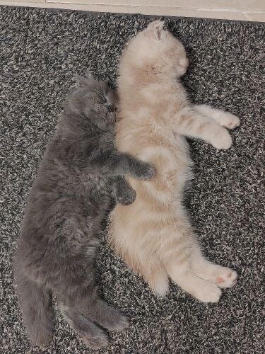 Scottish fold kittens