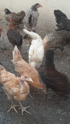 for sale
