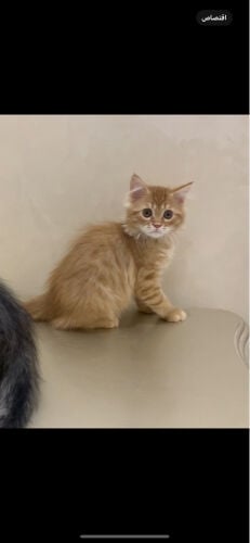 Sebrian kittens males 