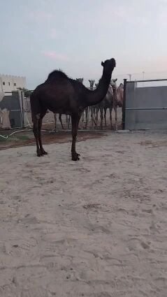 بكره مجهم مزاين