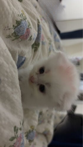 سنو