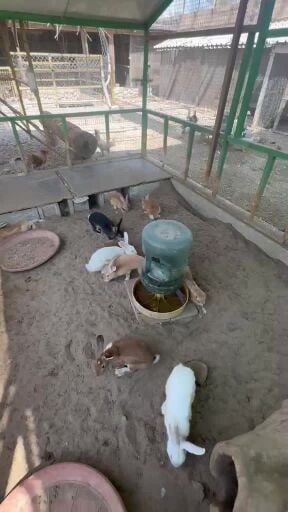 أرانب منوعه