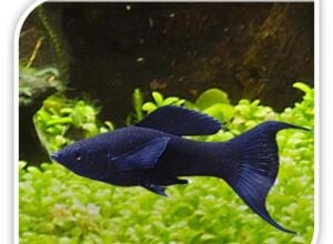 Black molly Moon Tail 66301952