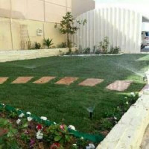 زراعة العشب الأخضر
