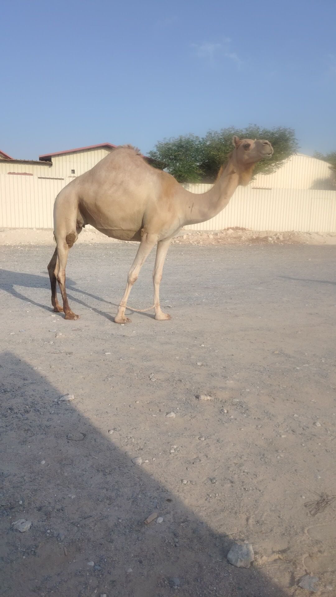 مصعد