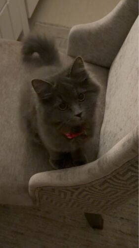 lulu