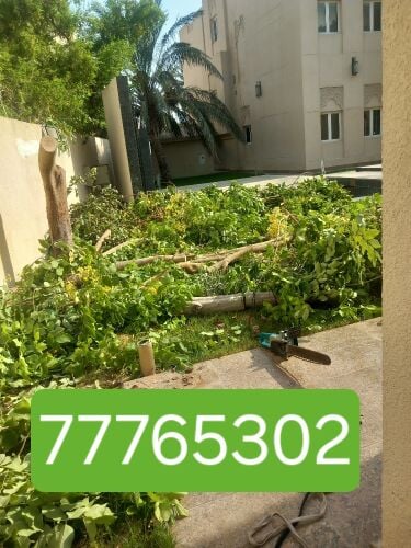 نقوم بتقطيع الاشجار والنخيل