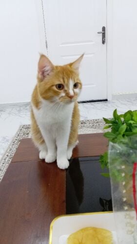 cats for sell