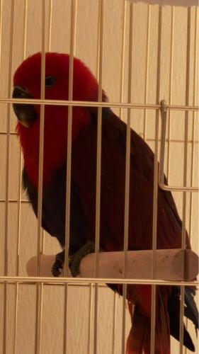 eclectus female