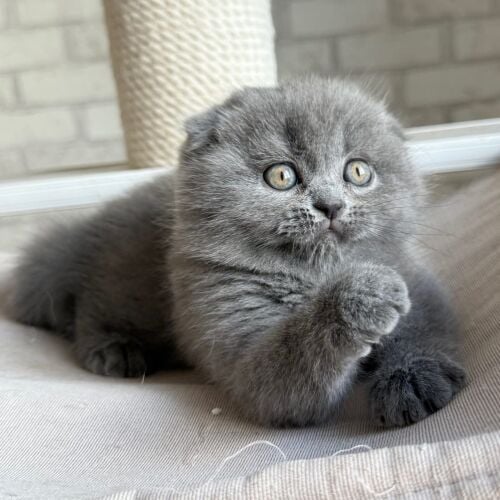 Scottish Fold Kitten