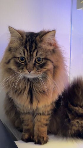 cat