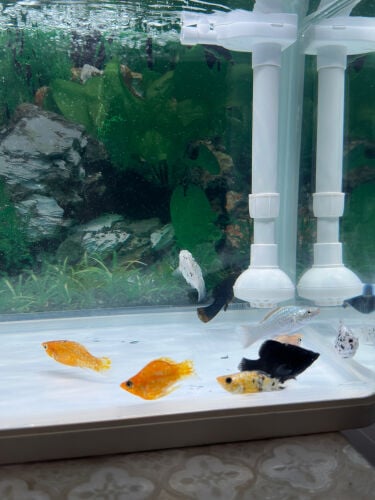 fish
