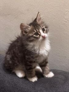 Ragdoll + exotic short hair kitten