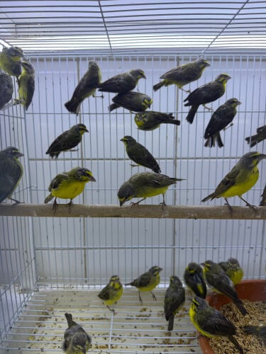 ياسمين 
