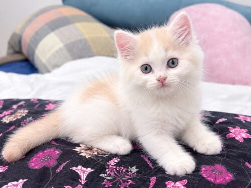 FOR SALE! MALE PERSIAN KITTENS