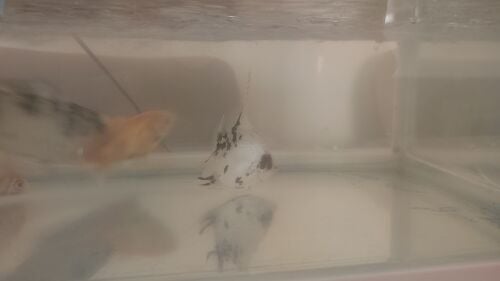 fish for sale