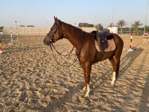 Thoroughbred. With passport.