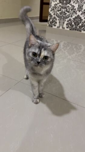 british short hair/scottish fold