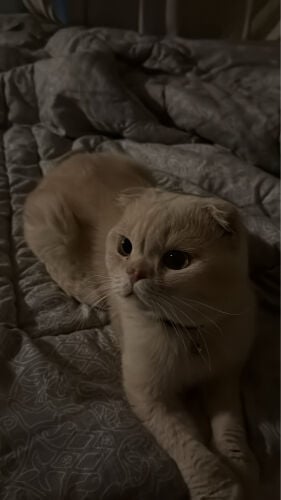 سكوتش فولد/ بيت 