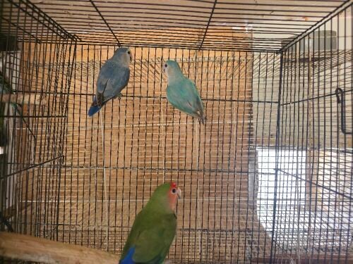 طيور حب وجه الورد / الخوخ للبيع