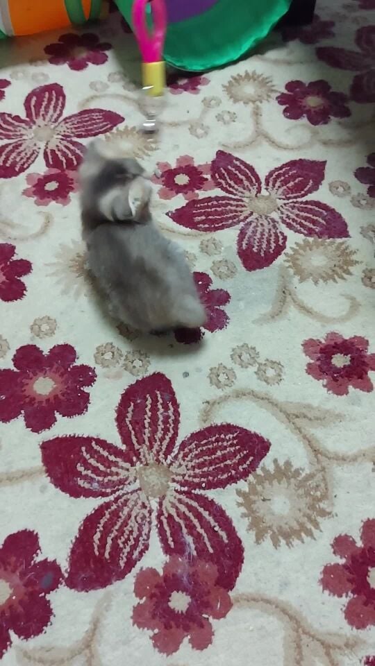 Female Scottish fold
