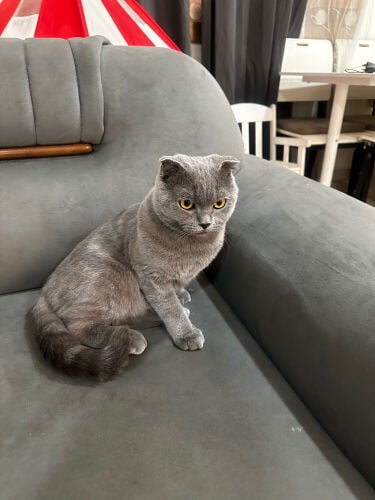 Male Scottish fold for sale 