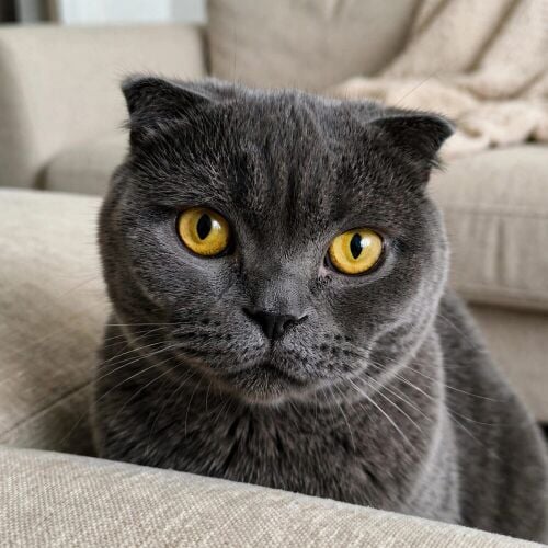 British Shorthair Blue Grey Kitten
