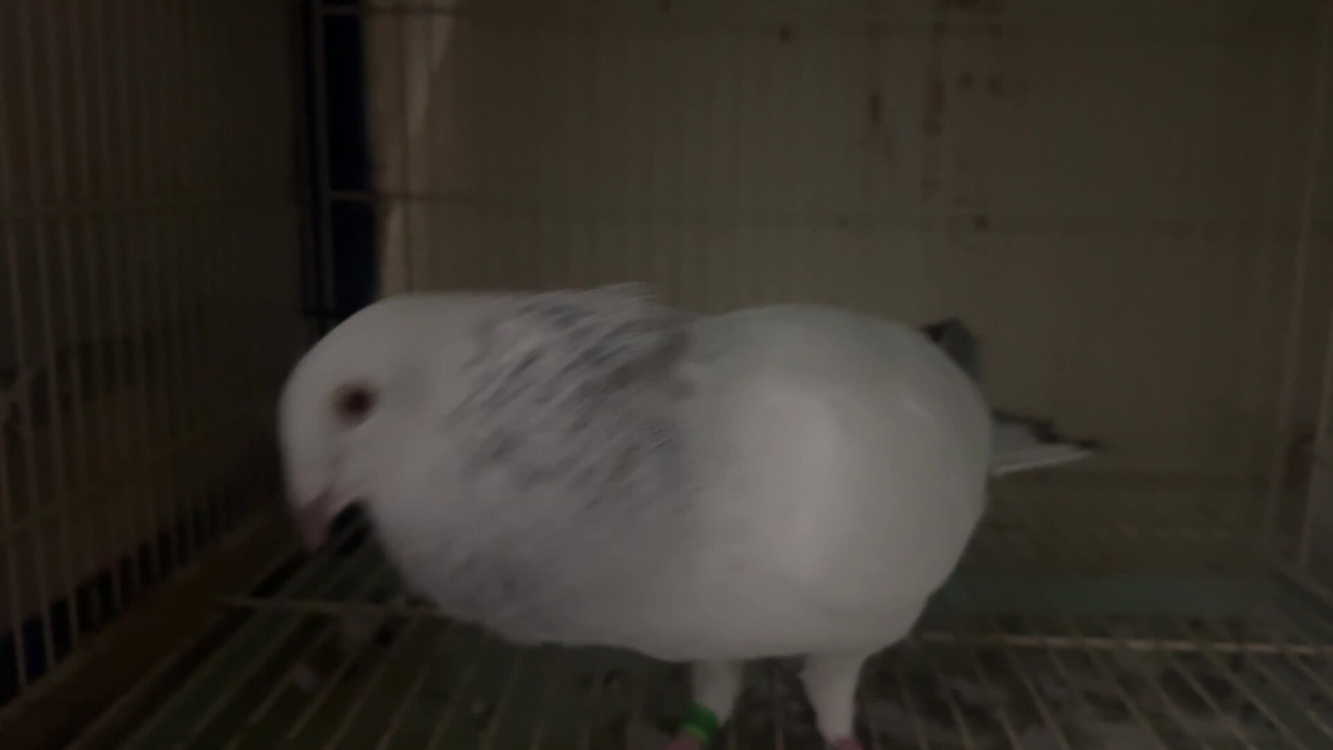 zajal male for sale