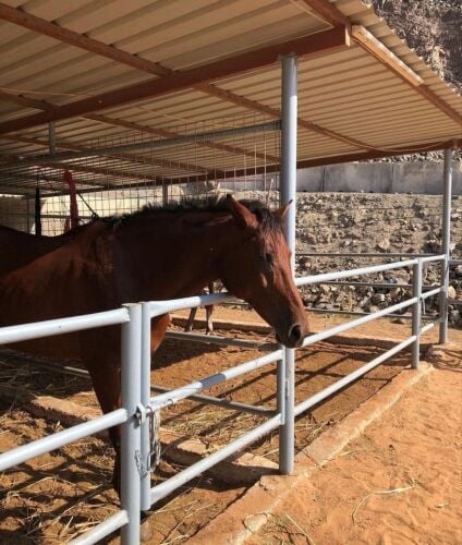 Stable