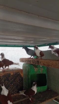 bird