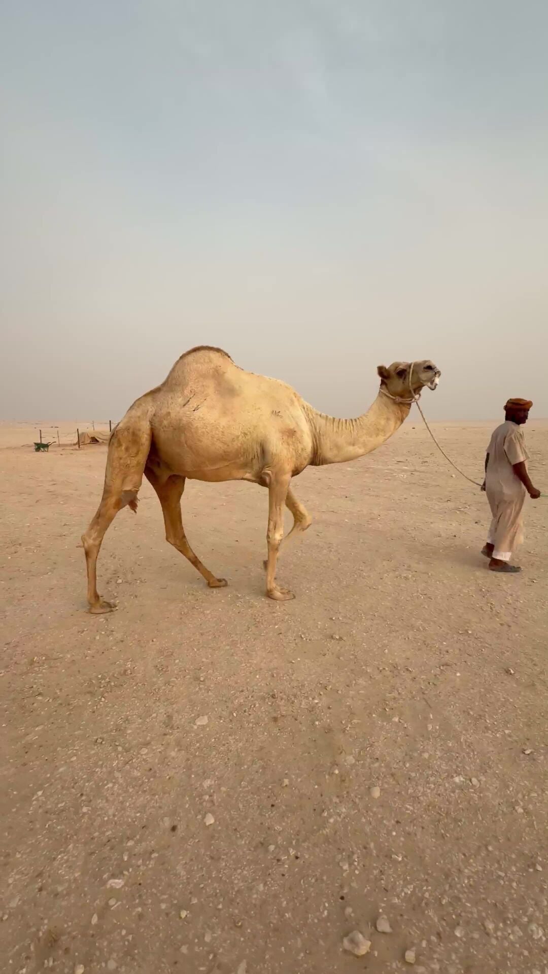 للبيع فحل شكل وسلاله