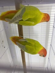 Lovebird pair