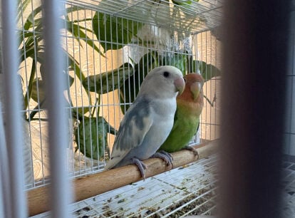lovebird pair