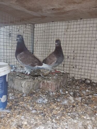 racer pair
