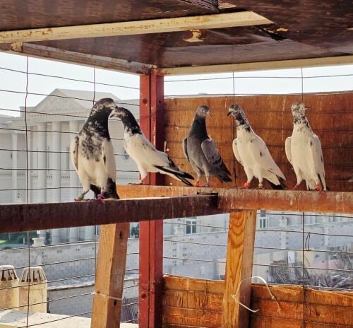 Pakistani pigeons