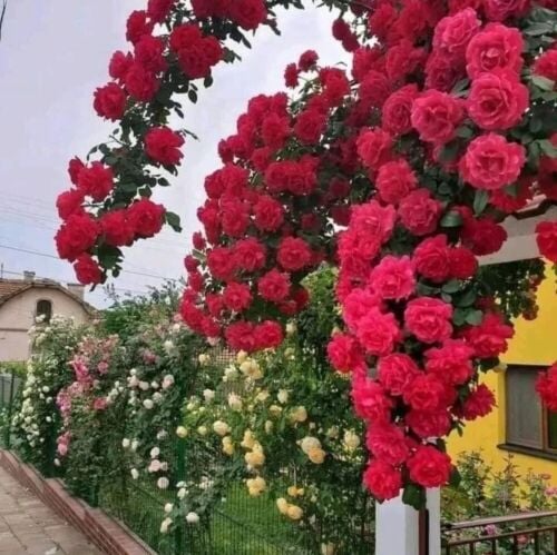 نباتات متنوعة