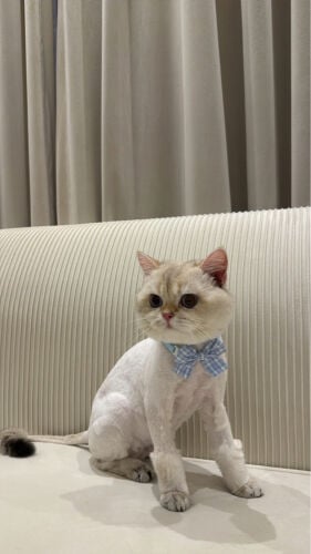 British cat
