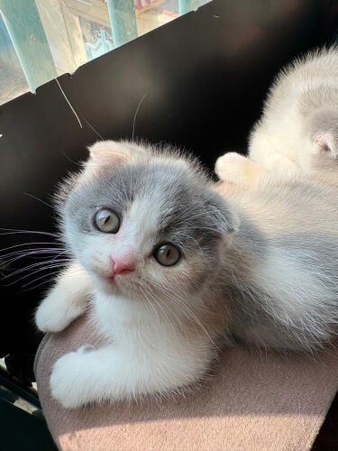 scottish fold 