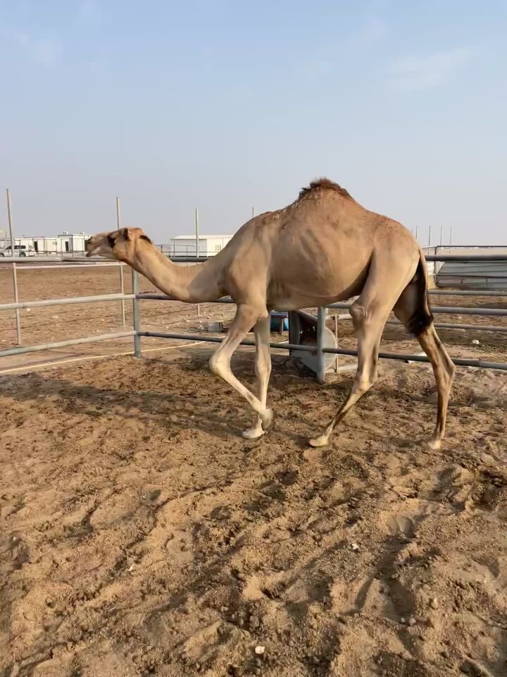 بيع