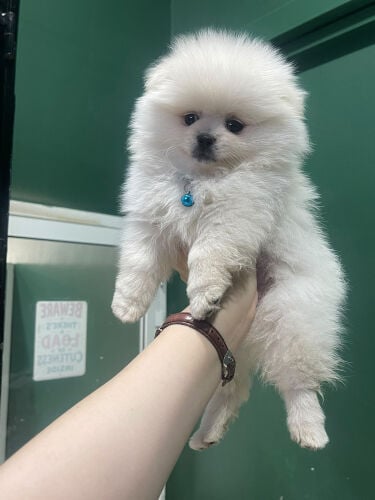 Mini pomeranian Male 2 months 10 da