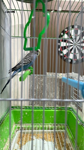 love birds