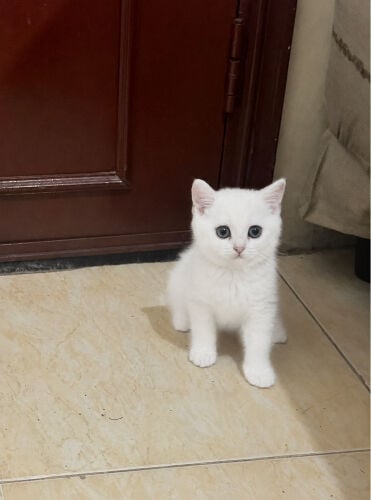 Pure Scottish straight kitten