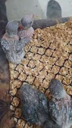 lovebird chicks
