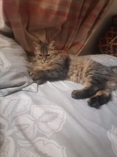 Cats for adoption and sale of their